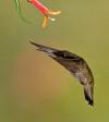 Alpine Hummingbirds-8640.jpg